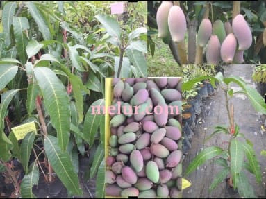 Anak Pokokmangga Gajah Merah Kahwin