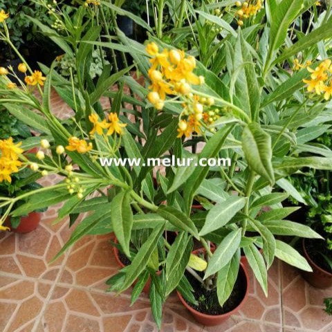 Asclepias  Currasiva "Silky Gold" Live Plant | Anak Pokok Kembang Emas (Milkweed) Bunga Kuning