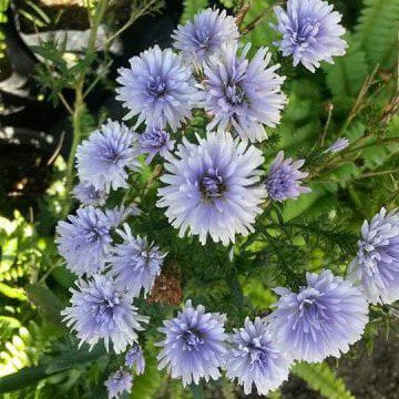 Aster