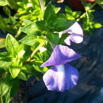 Brazillian Snapdragon |Amazon Blue