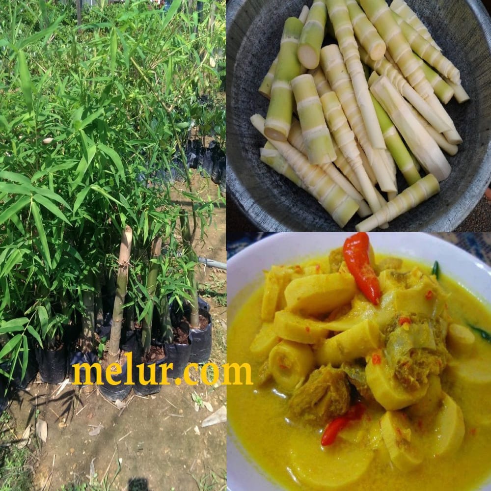 Buluh Madu
