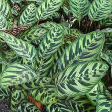 Calathea Makoyana Live Plant