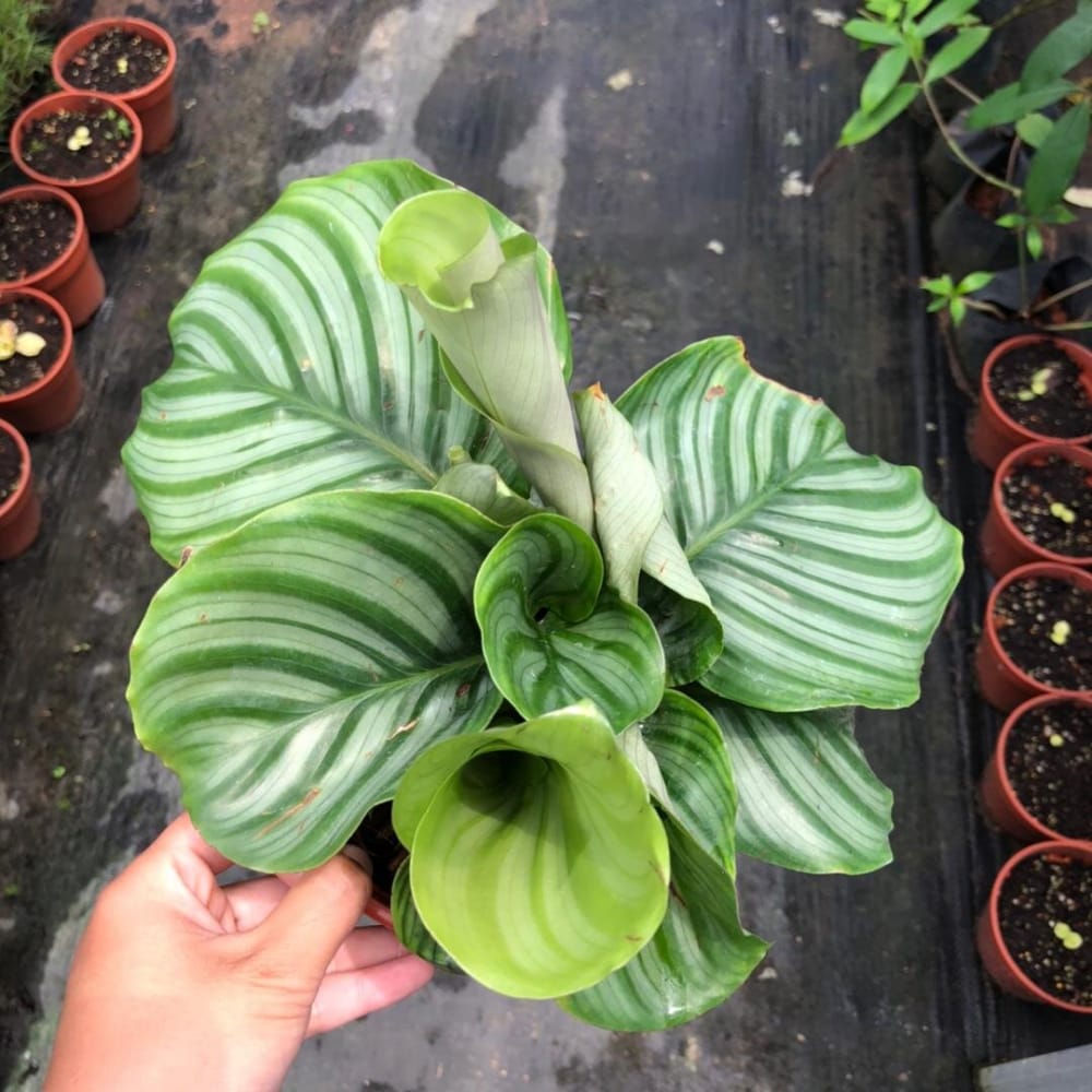 Calathea Orbifolia Live Indoor Plant | Anak Pokok Calathea Orbifolia