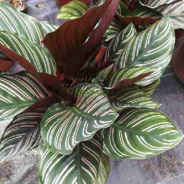 Calathea Ornata