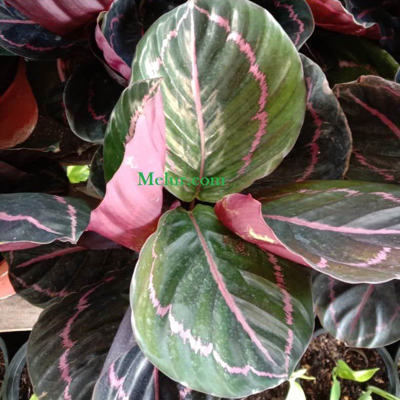 Calathea Roseopicta "Surprisestar"  Live Plant | Pokok Calathea Roseopicta "Surprisestar"