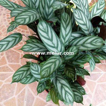 Calathea  Setosa Live Indoor Plant | Pokok Hiasan Calathea Setosa
