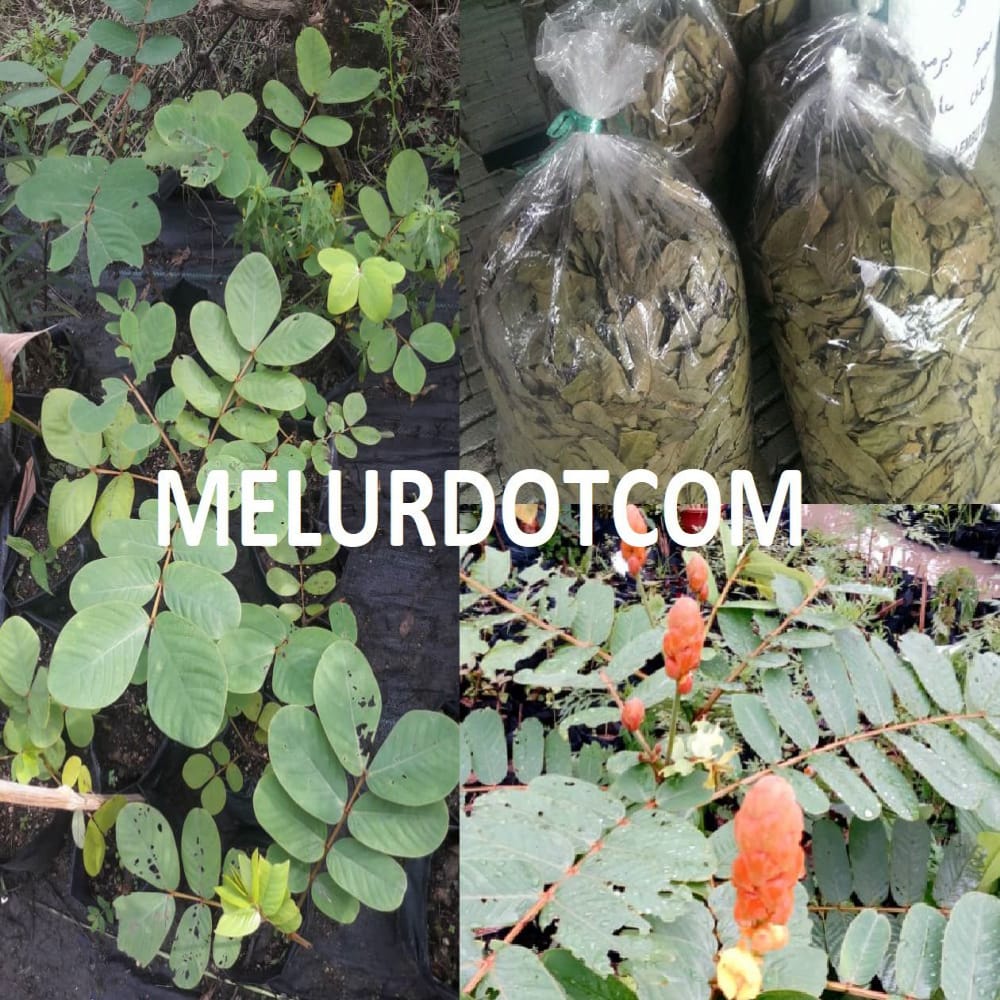 Candlebush (Casia Alata) Sapling | Anak Pokok Gelenggang