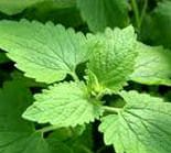 Catnip