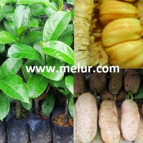 Cempedak Madu Ch28