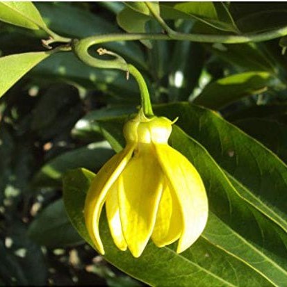 Climbing Ylang|Ylang Plant Sapling | Anak Pokok Kenanga Bangkok