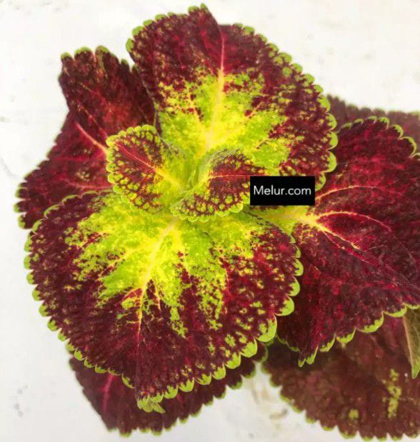 Coleus 'Dipt In Wine' | Ati|Ati 'Dipt In Wine'