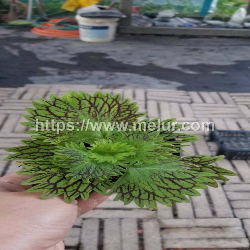 Coleus Flirtin skirt Cuttings / Keratan Batang Ati-ati Flirting skirt