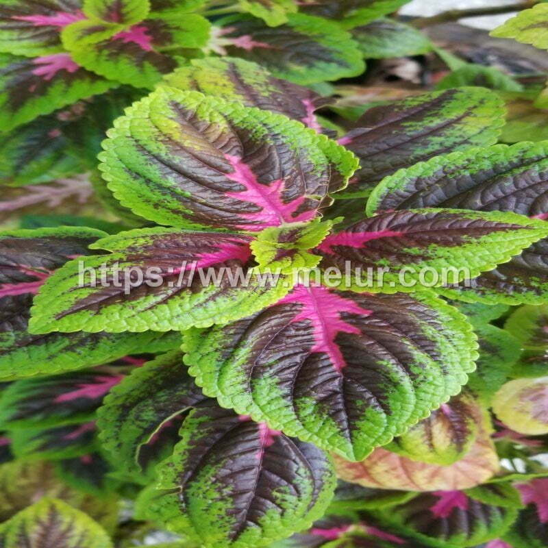 Coleus French Quarter Cuttings / Keratan Batang Ati-ati French Quarter