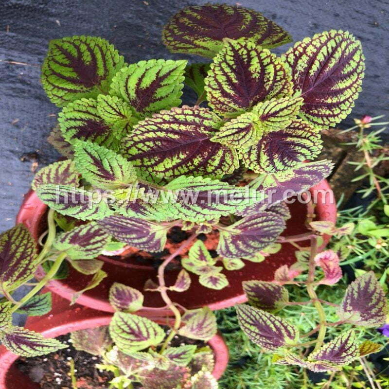 Coleus Golden Dream Cuttings / Keratan Batang Ati-ati Golden Dream