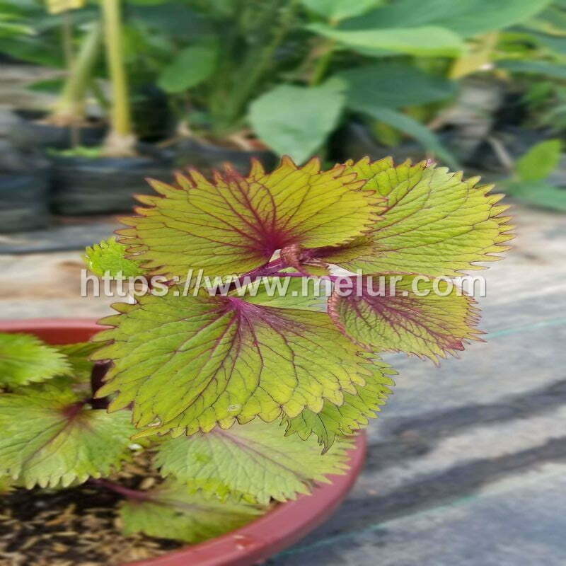 Coleus Green Coral Cuttings / Keratan Batang Ati-ati Green Coral