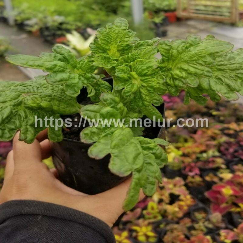 Coleus Green lace Cuttings / Keratan Batang Ati-ati Green lace