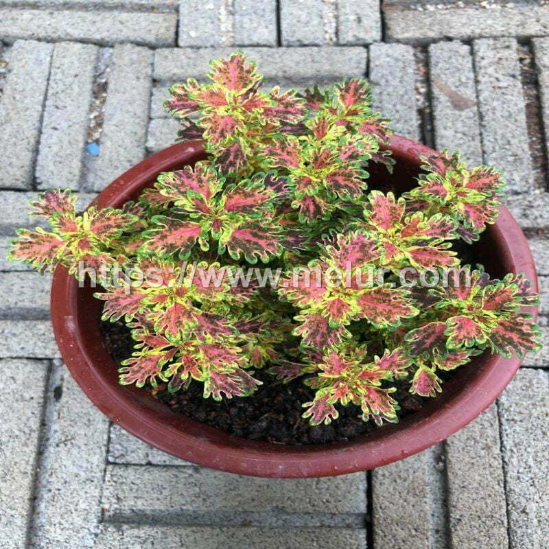 Coleus Indian Frills Cuttings / Keratan Batang Ati-ati Emak Pengantin