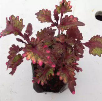 Coleus "Songbird" (Purple) Live Plant | Anak Pokok Ati|Ati Jenis "Songbird" (Ungu)