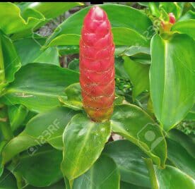 Costus Woodsonii Sapling | Anak Pokok Setawar Merah