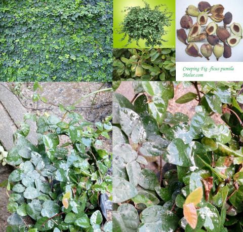 Creeping Fig