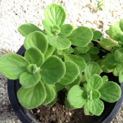 Cuban Oregano