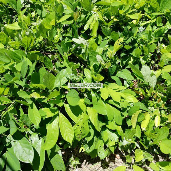 Derris Elliptica Sapling | Anak Pokok Akar Tuba