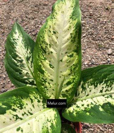 Dieffenbachia Compacta 150 Pot