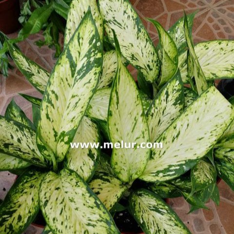 Dieffenbachia Starbright