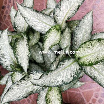 Dieffenbachia Usa |Dieffenbachia Maculata "Tropical Tiki"