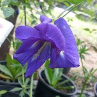 Double Layer Blue Pea Plant (Pokok Kacang Telang Biru Berlapis)