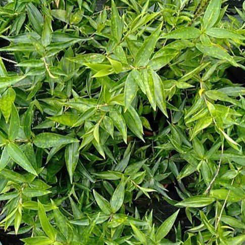 Dracaena Surculosa Punctulata Plant | Pokok Buluh Jepun Hijau (Dracaena Surculosa)