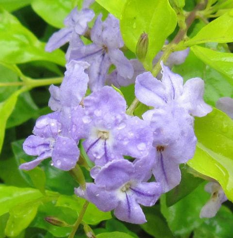 Duranta Biru