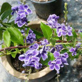 Duranta Ungu