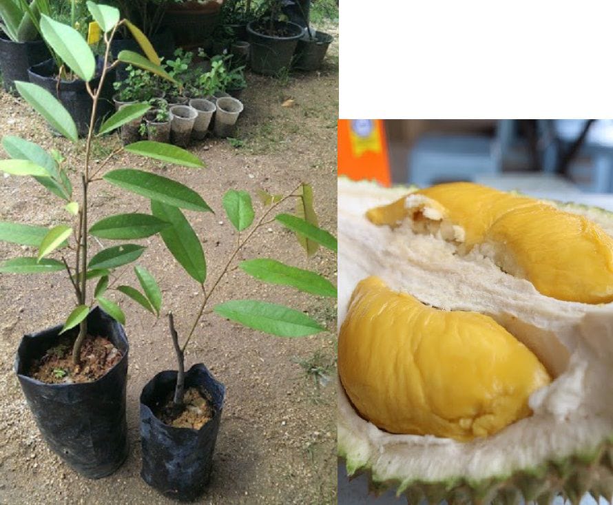Durian Musang King Cantuman Baji