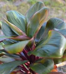 Dwarf Cordyline | Jenjuang Kecil |Jenjuang Merah Katik