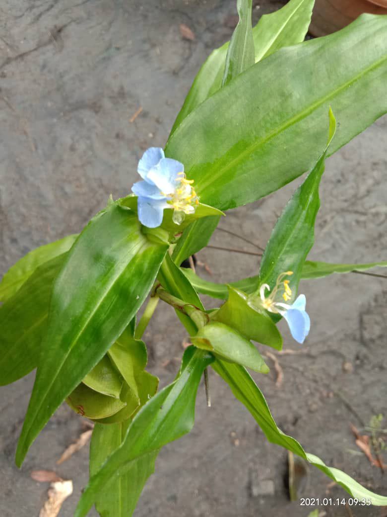 Embun Tengahari