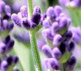 English Lavender
