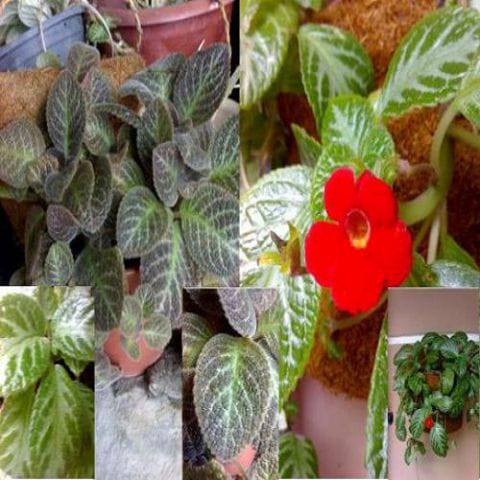 Episcia Sapling | Anak Pokok Bunga Flame Violet Green