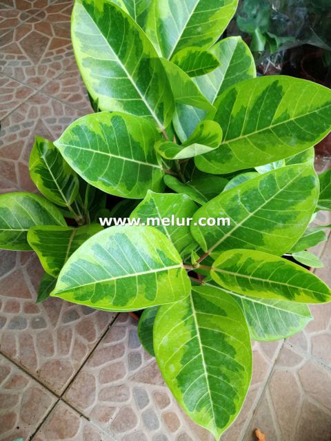 Ficus Altissima