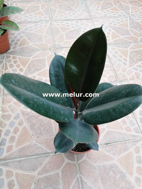 Ficus Elastica Burgundy | Burgundy Rubber Plant