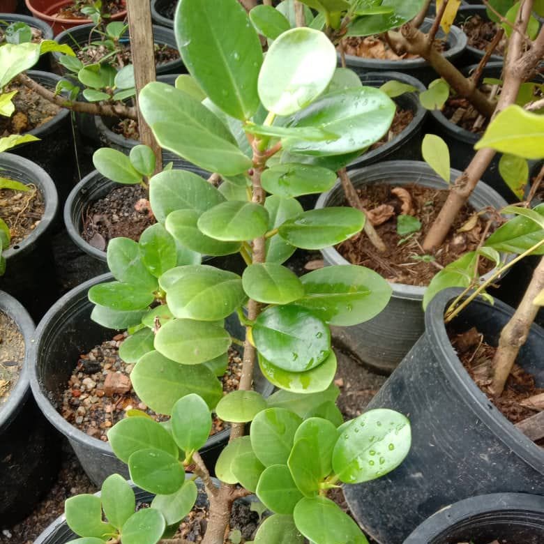 Ficus Microcarpa Plant | Pokok Bunut |Chinese Fig