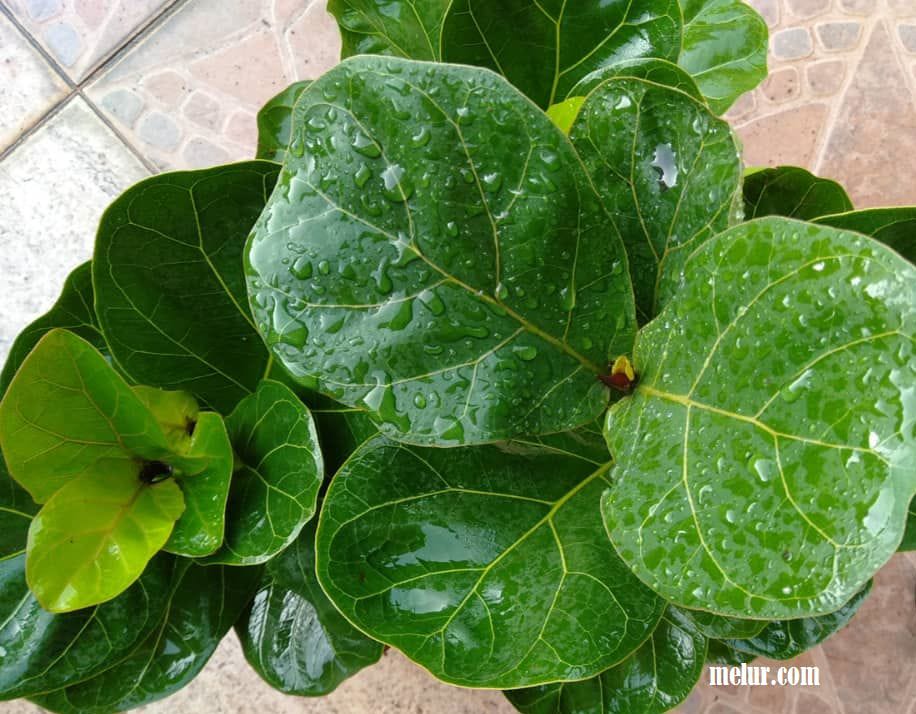 Fiddle Leaf Fig (Ficus Lyrata)