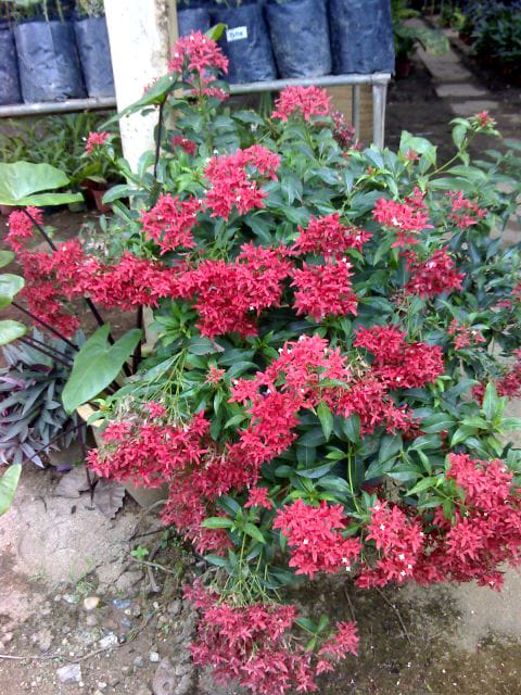 Flamming Beauty Plant Sapling | Anak Pokok Bunga Rubia Merah