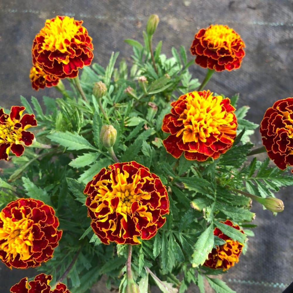 French Marigold Plant