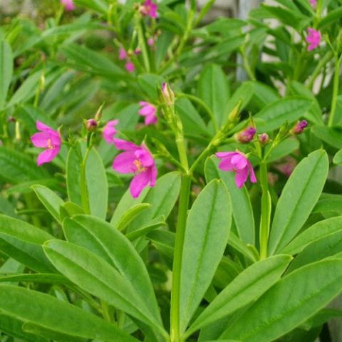 Ginseng Jawa