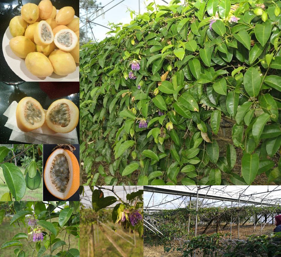 Golden Passion Fruit Sapling |Anak Pokok Markisa Lilikoi ( Buah Melewar)