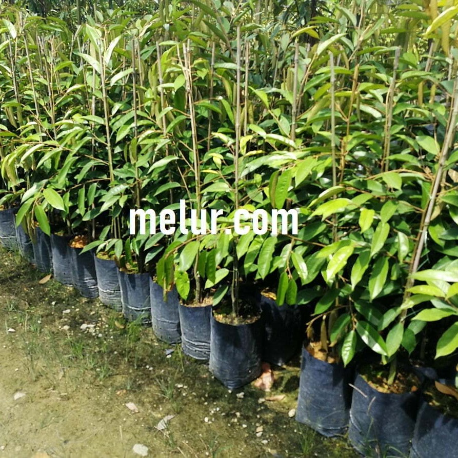 Grafted Durian D197 (Musang King) Sapling |Anak Pokok Durian Musang King Kahwin Polibag 16X18