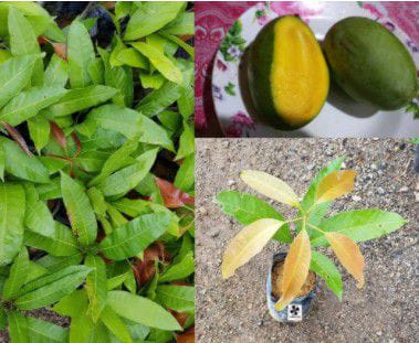 Grafted Mangifera Odorata Sapling | Anak Pokok Kuini  Kahwin