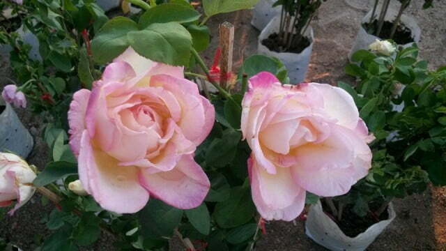 Grafted Rose Plant (Party Time) | Pokok Bunga Ros Kawin Party Time