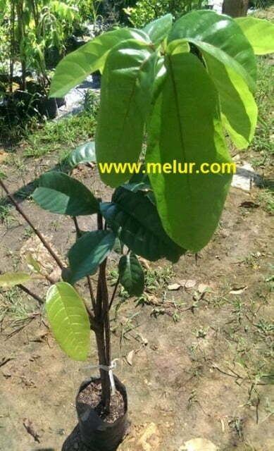 Grafted Thai Chestnut Sapling | Anak Pokok Berangan Taiwan